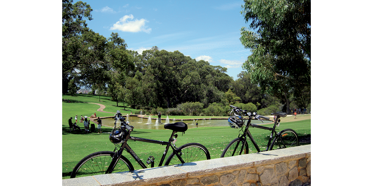 Perth Green – King of trees