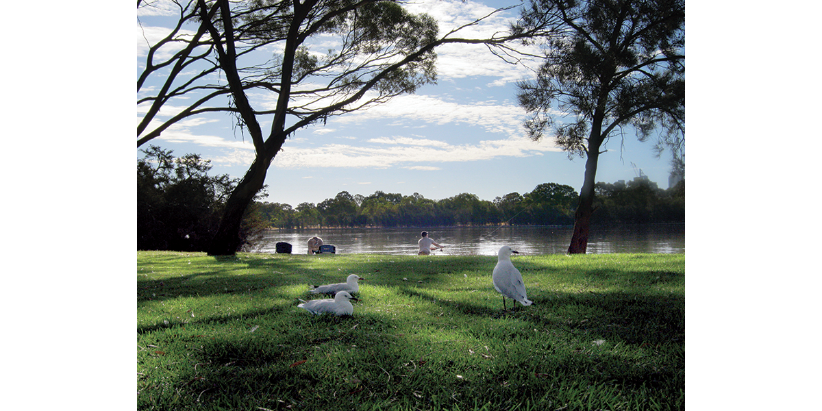 Perth Around – Wetland and birds